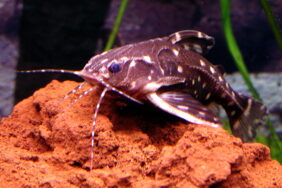 spotted raphael catfish