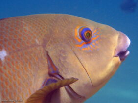 Eastern Blue Groper