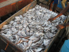 False trevally