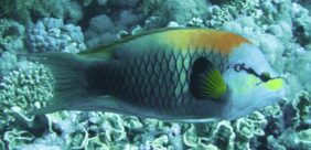 Slingjaw Wrasse