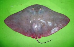 longtail butterfly ray
