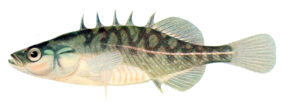 Brook stickleback