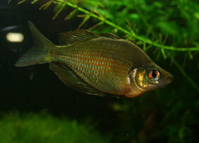 Lake Wanam rainbowfish