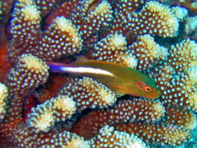 Arc-eye hawkfish