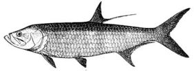 Atlantic tarpon