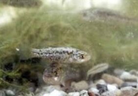 Pahrump killifish