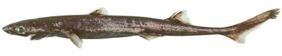 Short-tail lanternshark