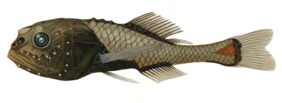 P. crassiceps