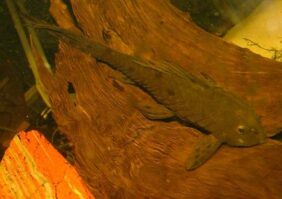 Pineapple pleco