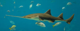 smalltooth sawfish