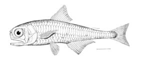 prickly lanternfish