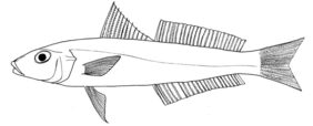 Arabian sillago