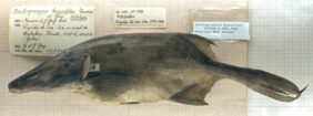 Mormyridae