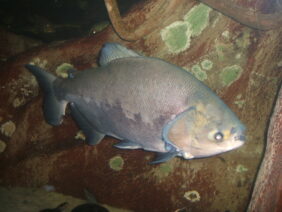 Pacu
