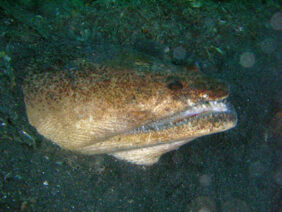 Stargazer snake eel