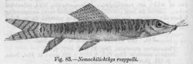 Nemachilichthys ruppelli