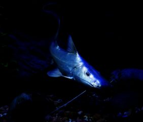 Dorado catfish