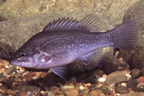 Bloomfield River cod