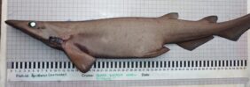 Medeira shark