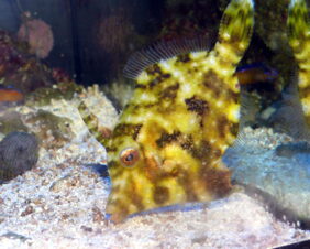 Matted leatherjacket