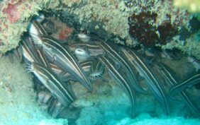 Striped catfish