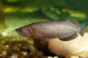 Australian arowana