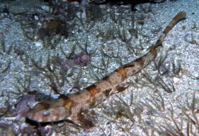 Puffadder shyshark