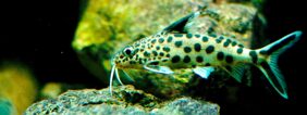 Synodontis multipunctata