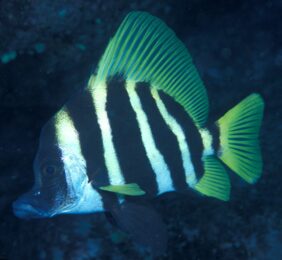 Striped boarfish