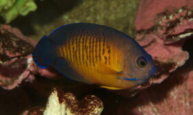 bluefin dwarf