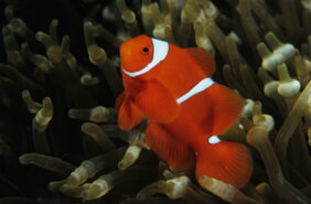 Maroon clownfish