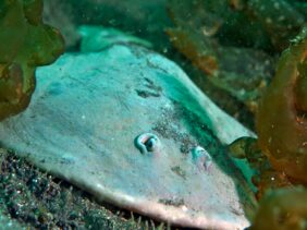 Japanese sleeper ray