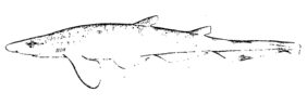 Longfin sawtail cat shark