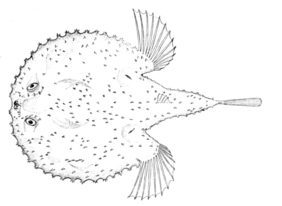 Starry handfish