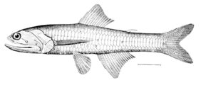 Jewel lanternfish