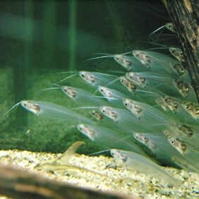 Glass catfish