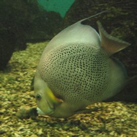 Gray angelfish