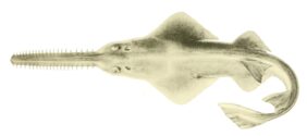 Dwarf sawfish