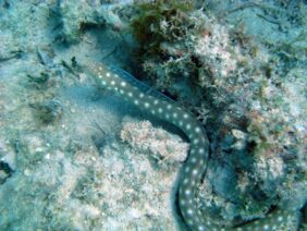 Sharptail snake-eel