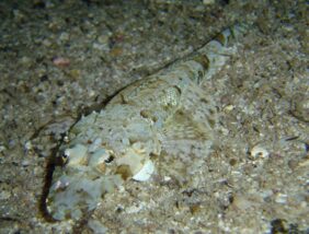 De Beaufort's flathead
