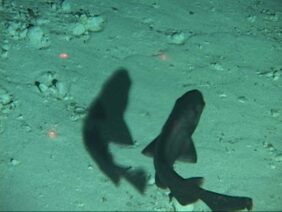 Spongehead catshark