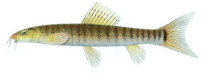 Barred loach