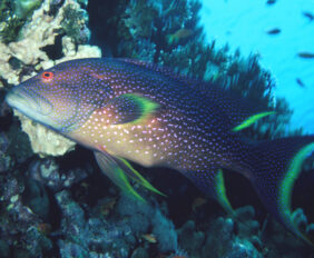 Common lyretail-cod
