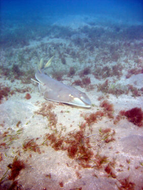 halavi guitarfish
