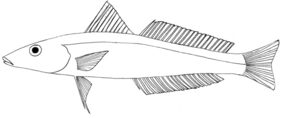 Japanese sillago