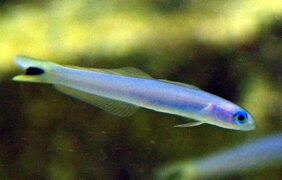 Indigo hover goby