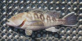 Black seabass