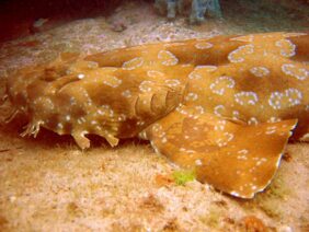 Spotted wobbegong