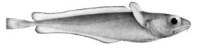 Dwarf codling