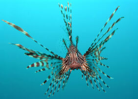 Soldier lionfish